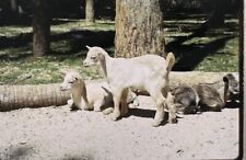Vintage Photo Slide 1968 Goats picture