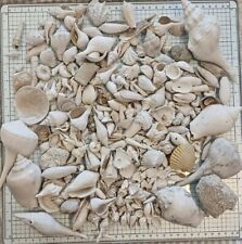 Florida Fossil Shell Box Lot Over 3 Lbs Several Extinct FS45 picture