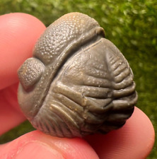 Detailed Rolled/Enrolled Trilobite Austerops Fossil picture
