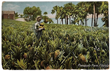 Florida FL Scenic View of Pineapple Field Vintage Postcard 1909 picture