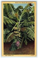 c1940s Banana Tree Showing Bud And Fruit Scene New Orleans Louisiana LA Postcard picture
