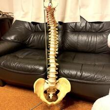 Spinal Cord Model Plastic Surgery Models Plastic Models Human body model Used picture