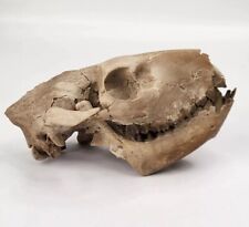 Oreodont Skull Fossil - White River Group - Brule Fm. - Crawford, NE - Oligocene picture