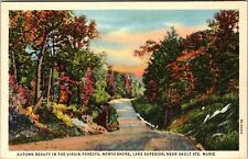 Sault Ste MI-Michigan, Autumn Beauty In The Forest, Vintage Postcard picture