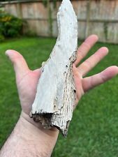 Texas Live Oak Petrified Wood Unique Natural Rotted Tree Branch Fossil Piece picture