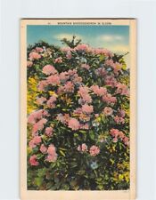 Postcard Mountain Rhododendron in Bloom picture