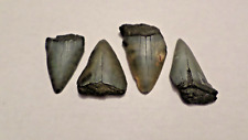 Lot of 4 Mako ANCESTRAL Great WHITE Shark Tooth Fossils SC 1.95