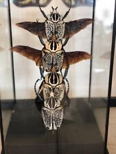 XL Goliath Beetles in flight Taxidermy Insect Art in Display case (GOLIATHUS) picture
