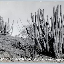 c1940s Gila Bend, AZ Pipe Organ Cactus RPPC Desert Plant LL Cook Real Photo A194 picture