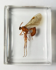 Ichneumon parasitic wasp immortalized in resin. Insect study & art  material. picture