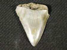 ANCESTRAL Great White SHARK Tooth Fossil SERRATED 100% Natural 9.1gr picture