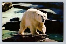 Alaska, AK-Alaska, An Alaskan Polar Bear Antique, Vintage Souvenir Postcard picture
