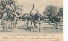 FLORIDA FL - Ostrich Group at Ostrich Farm - udb - 1906 picture
