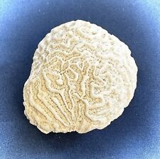 White Brain Coral Specimen 1 lb picture