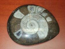  Very  Rare ammonite fossil? picture