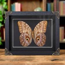 Giant Owl Taxidermy Butterfly in Baroque Style Frame (Caligo telamonius) picture