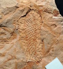 Rare Carboniferous cone fossil plant Ulostrobus Ulodendron majus fossil cone  picture