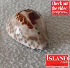 ULTRA Cypraea teuleri #1 49.0mm RARE EXQUISITE BEAUTY from Oman picture