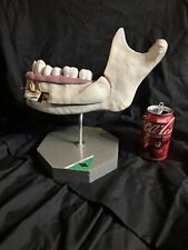 Vintage Dental Display Anatomical Model Lower Jaw Tooth  picture