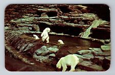 Pittsburgh PA-Pennsylvania, Highland Park Zoo Bear Pit, Antique Vintage Postcard picture