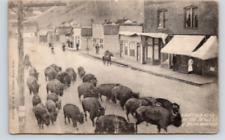 POSTCARD BUFFALO HERD INTHE STREET OF BASIN MONTANA - 1909 picture