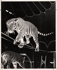 Ringling Circus Barnum Bailey Alfred Court Tigers Animal Trainer Original Photo picture
