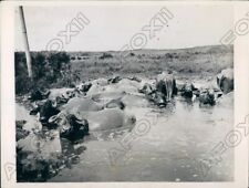 1935 Herd of Water Buffaloes Took Their Midday Bath to Cool Off Press Photo picture