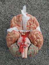 VEVOR Human Brain Model Anatomy Teach Brain Model 9 Pieces Numbered New picture