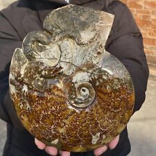 5.2LB Rare Natural Tentacle Ammonite FossilSpecimen Shell Healing Madagascar picture