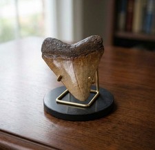 MEGALODON stone Shark tooth 3.82” Fossil Serrated Shark teeth picture