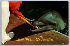 Postcard  Porpoise Tooth Brushing Time Sea World Orlando Florida    G 19 picture