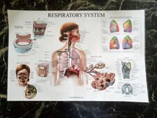 Respiratory System Poster/Chart picture