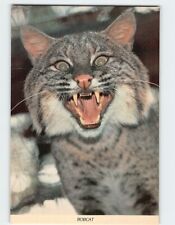 Postcard Bobcat (Lynx Rufa) picture