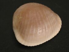Rarely Seen...TRIVIELLA APERTA~21.1mm~South Africa SEASHELL picture
