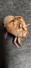 Fully Intact Real Cicada Shed Exoskeleton From Colorado picture
