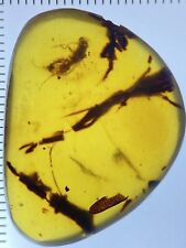 Rare Skin, Branches & Large Flying Insect Fossil, Genuine Burmite Amber, 98MYO picture