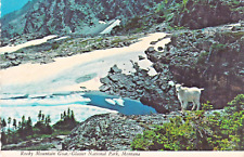 Postcard MT Glacier National Park Montana Mountain Goat 4