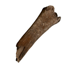 Ice Age Horse Tibia picture