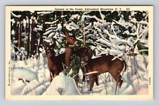 Adirondack Mountains NY-New York, Deer In Winter Scene, Antique Vintage Postcard picture