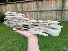 Texas Petrified Oak Wood 17