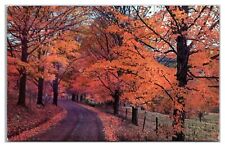 An Autumn Scene Showing Different Colorings Of The Maple Trees Postcard picture