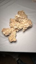 Real White Coral Natural Decoration picture