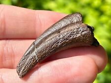 RARE Theropod Dinosaur Claw Fossil from Niger Dino Bone Kryptops ? Eocarcharia ? picture