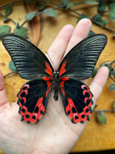 Scarlet Mormon Butterfly Papilio rumanzovia Red Swallowtail Real unspread picture