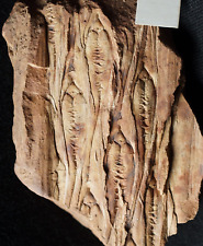 Rare fossil plant extinct species Lepidodendron jaraczewski scale tree lycopod picture