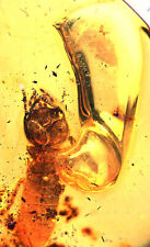 Methane Isoptera (Termite), Fossil Inclusion in Dominican Amber picture