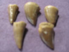 Wonderful Lot of (5) MOSASAUR- teeth - 65-146 million years old picture