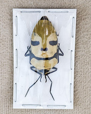 Man Faced Beetle specimen Death Head Entomology Taxidermy curiosity craft picture