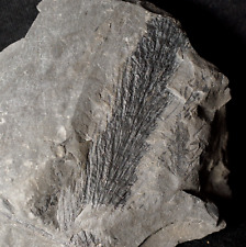 RARE extinct horsetail Sphenophyllum fossil cone Sphenophyllostachys  picture