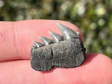 NICE Belgium Fossil Cow Sharks Tooth Notorynchus cepedianus Rare Pliocene Age picture